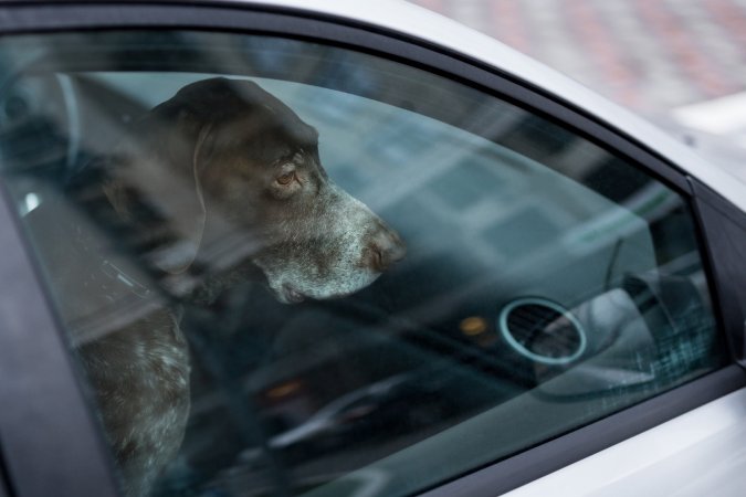 Ohio Man Smashes Car Window to Rescue Dogs, Receives Citation